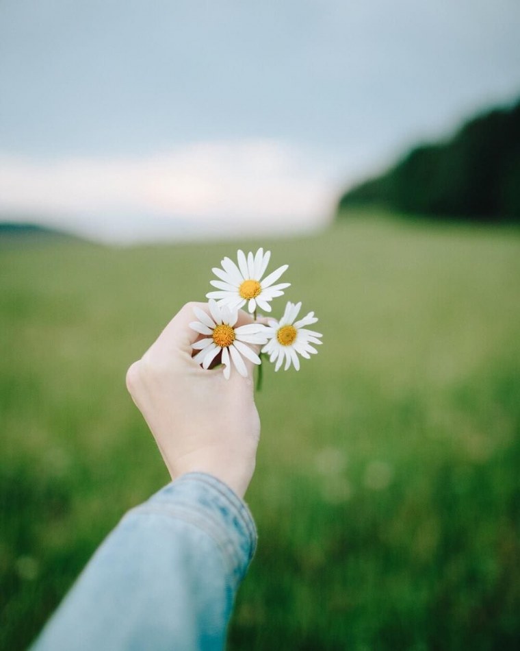 Ромашки красивые в руках
