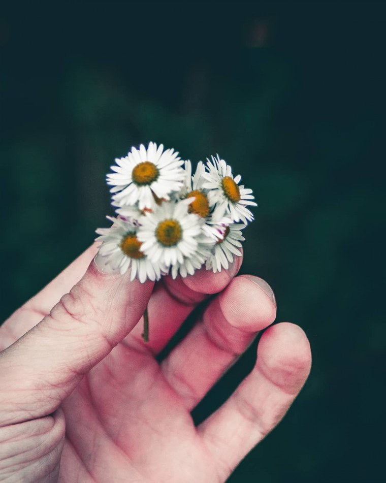 Ромашки в руках