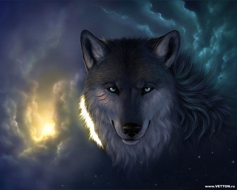 Красивый волк