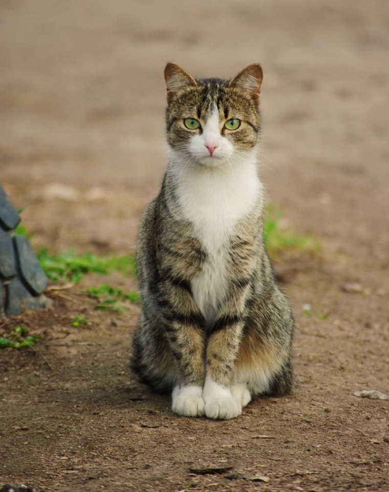 Екатерина Гакман игрушки