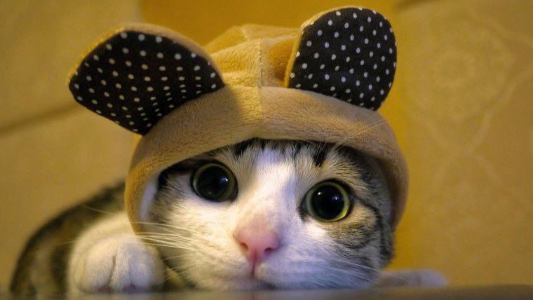 Кот в пледе на лавочке