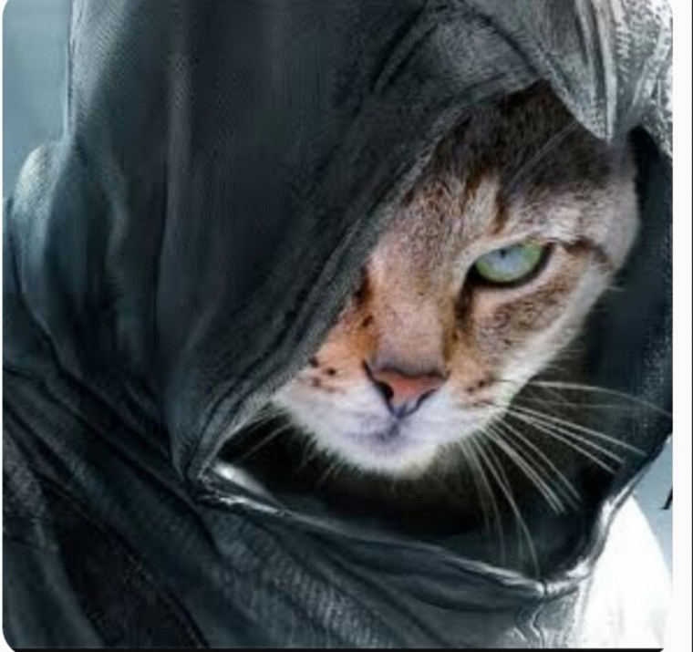 Котенок в капюшоне