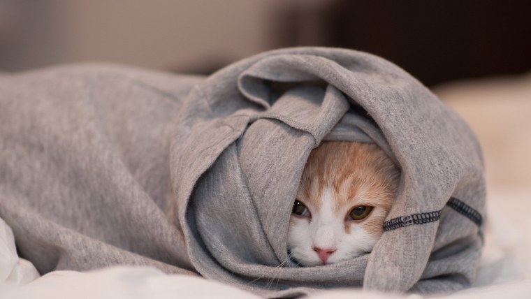 Одинокое существо