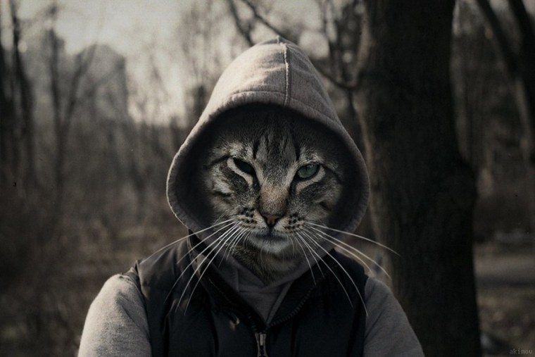 Кот в капюшоне