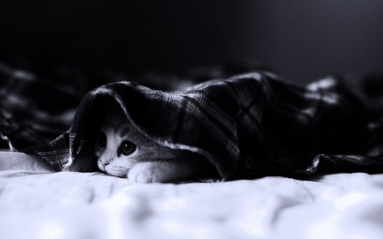 Черный котик под одеялом