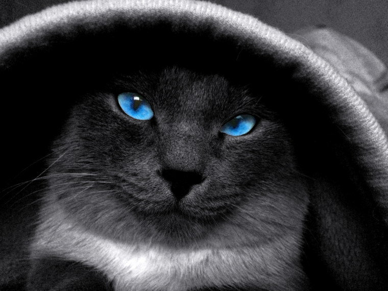 Черная кошка в капюшоне