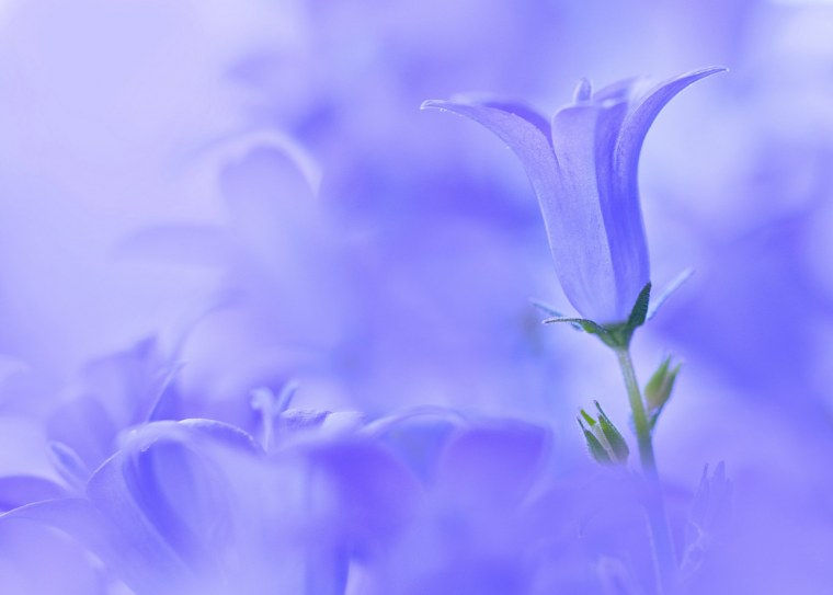 Фоторамка колокольчики