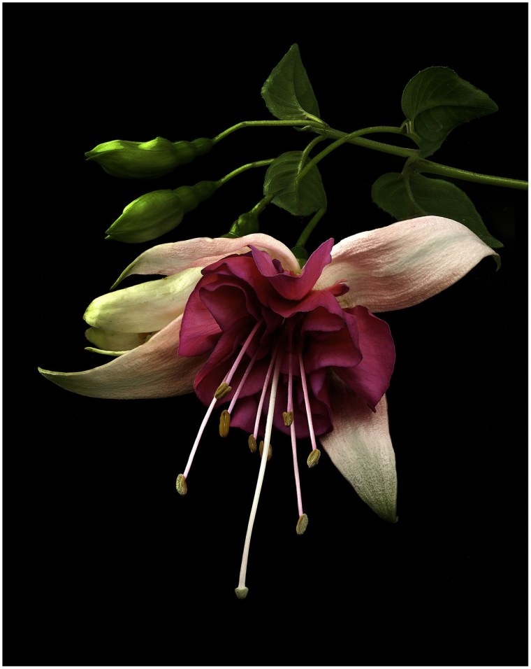 Фаленопсис редкой окраски