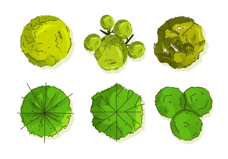 Деревья вид сверху