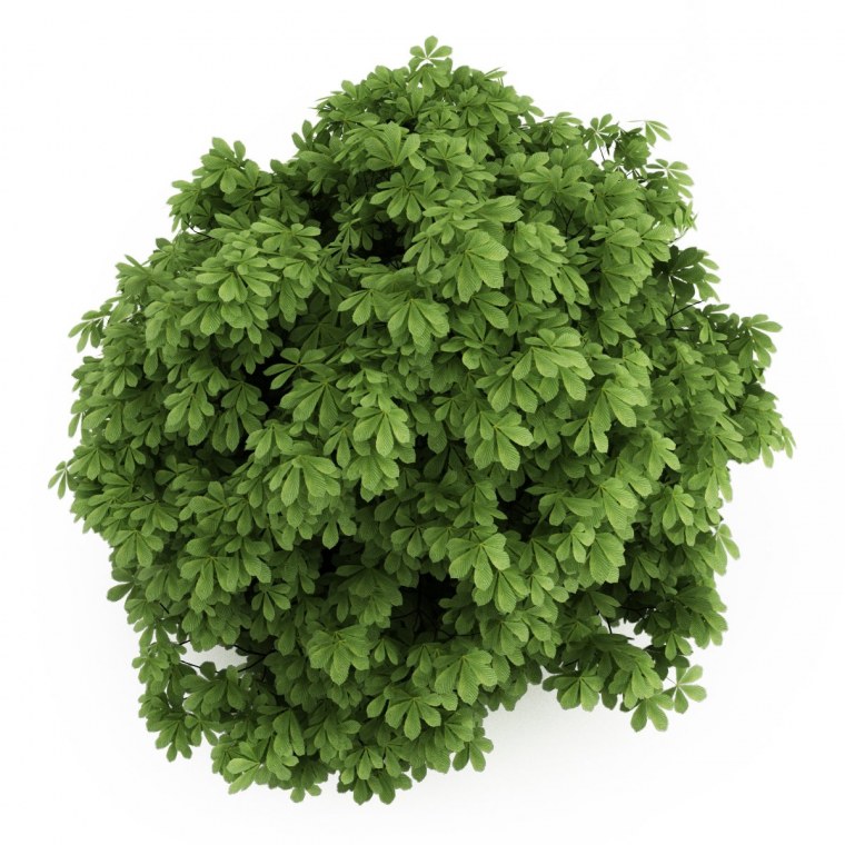 Растения вид сверху