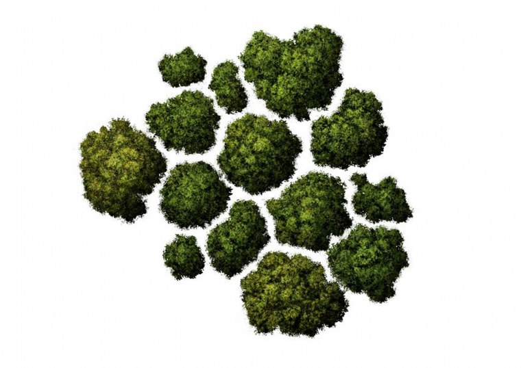 Деревья сверху