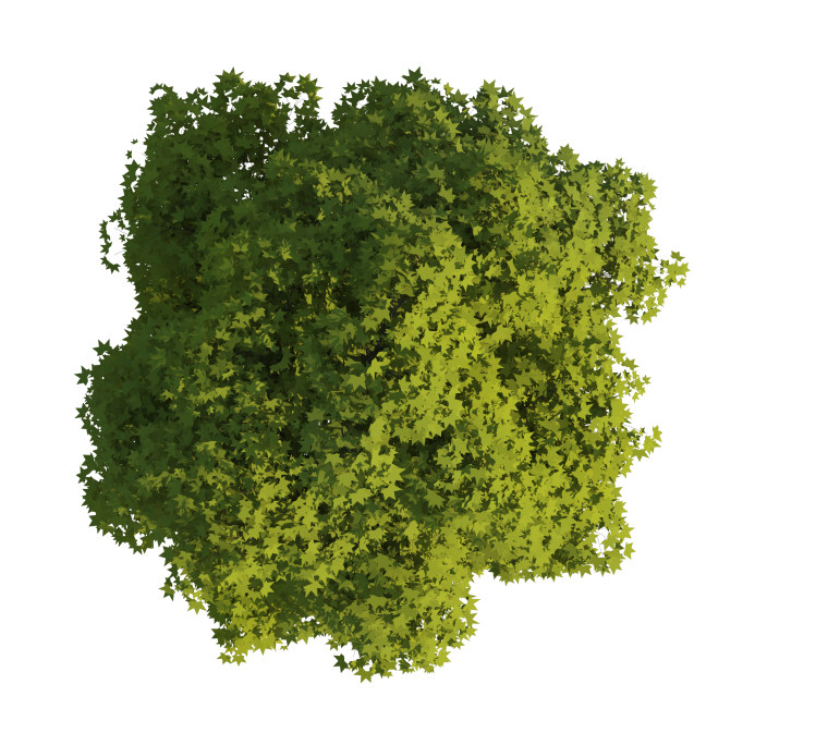 Деревья вид сверху