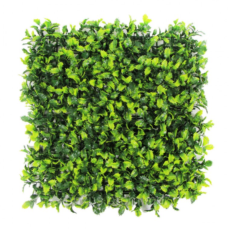 Самшит Живая стена