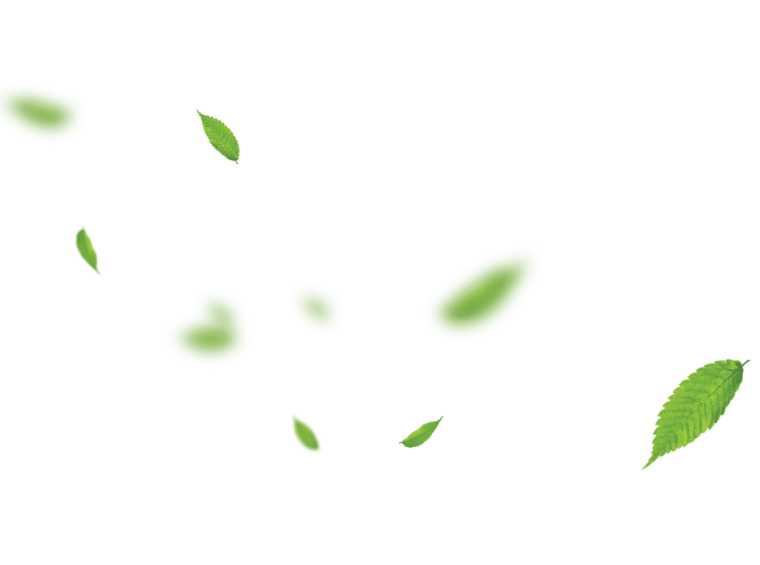 Зеленые листья на прозрачном фоне