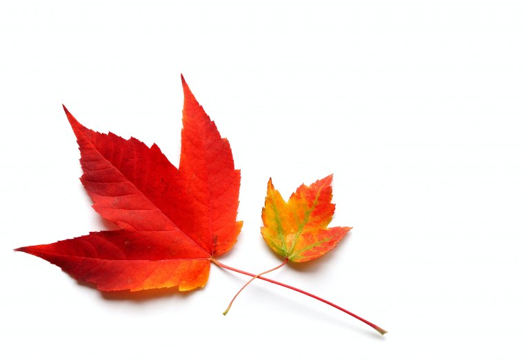 Красивые листья