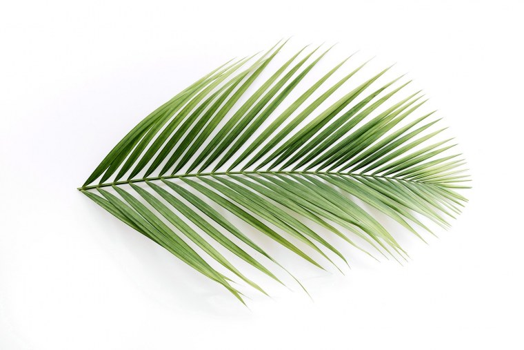 Пальмовая ветвь