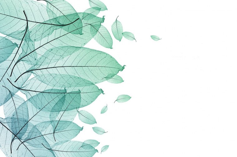 Зеленые листья на белом фоне