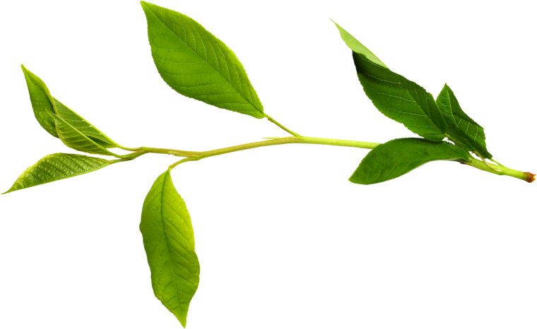 Ветка с листьями