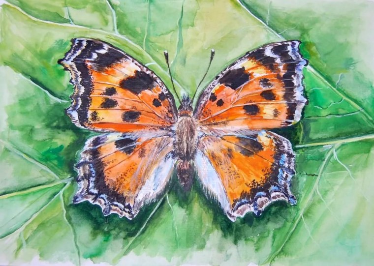 Рисование бабочки