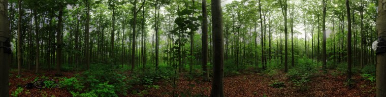 Панорама леса