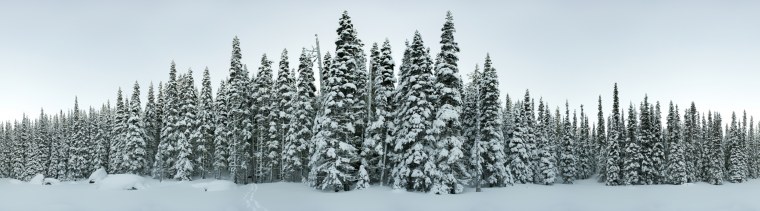 Панорама зима лес
