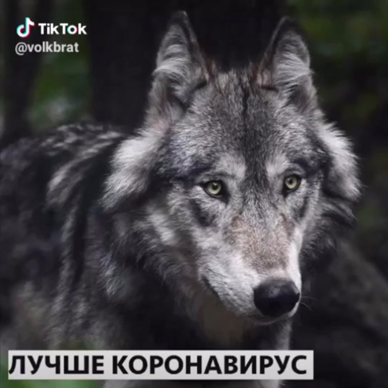 Философия волка