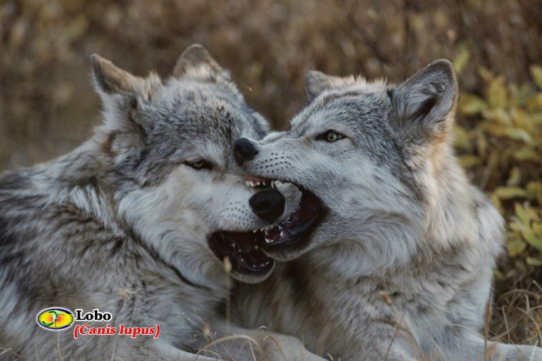 Ауф про Волков
