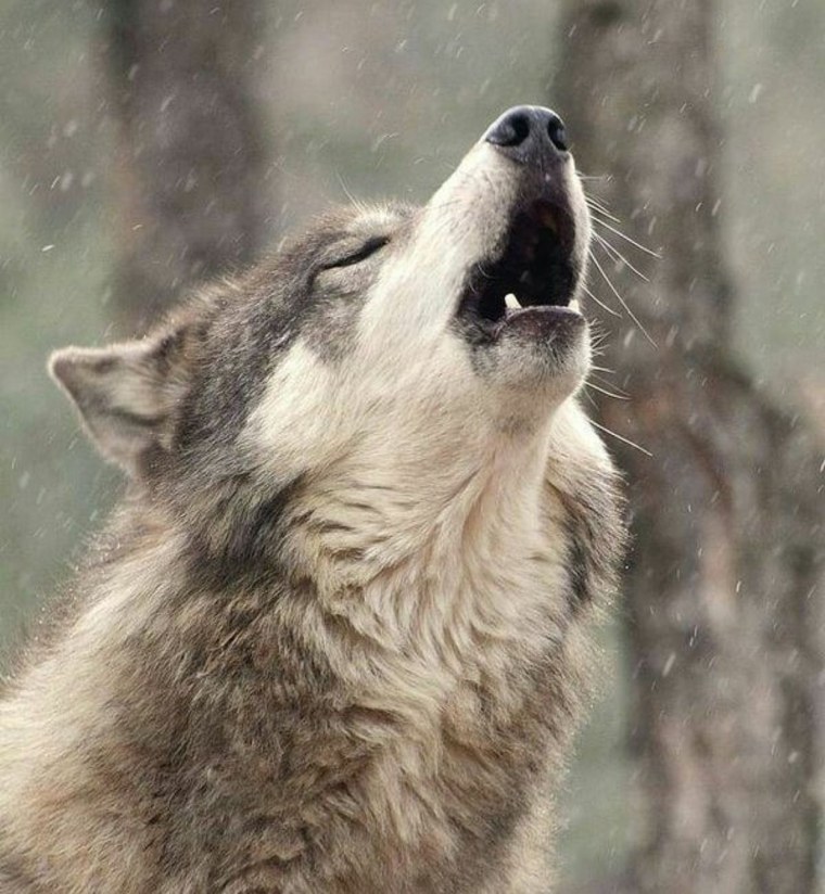 Матерый волк