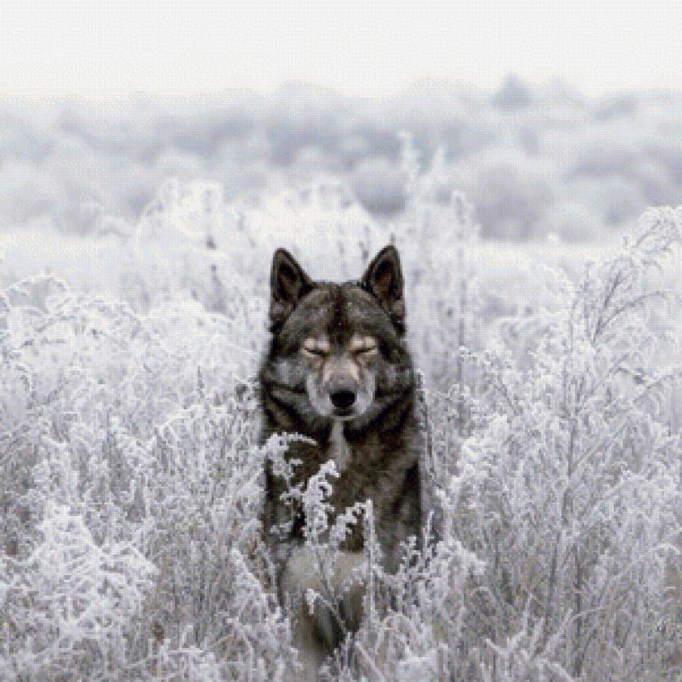Цитаты волка