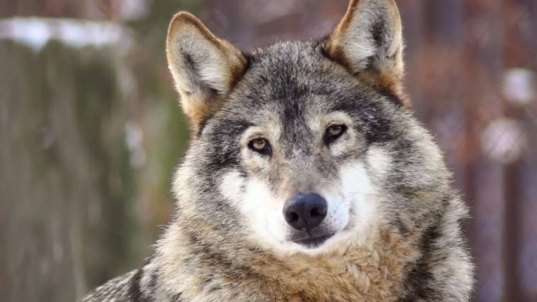 Мемы про Волков на каждый день