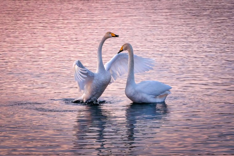 Лебеди на озере