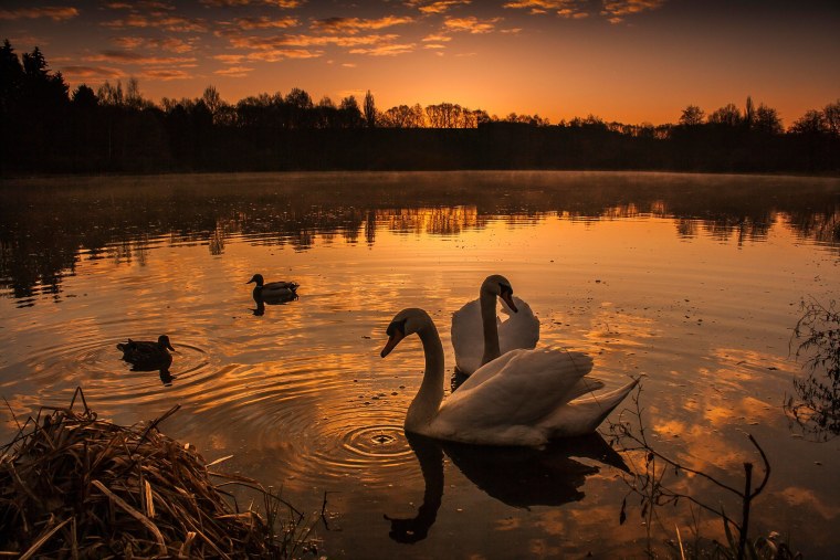 Лебеди на озере