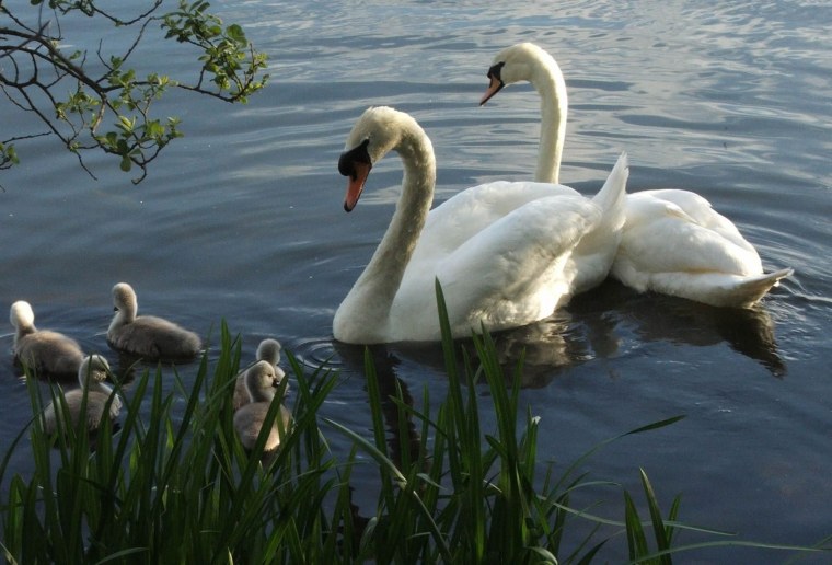 Фото лебедей на озере