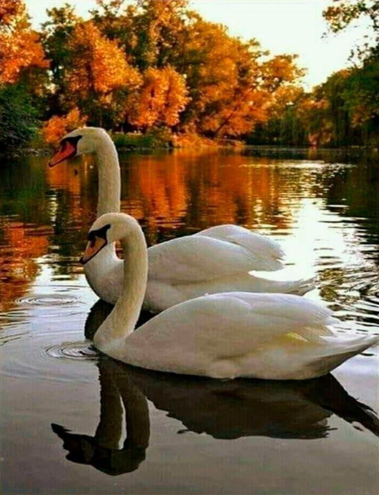Красивые лебеди