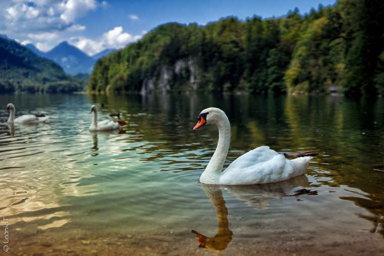 Природа лебеди