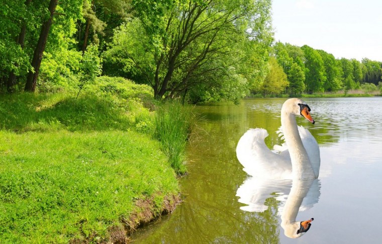 Природа лебеди на озере