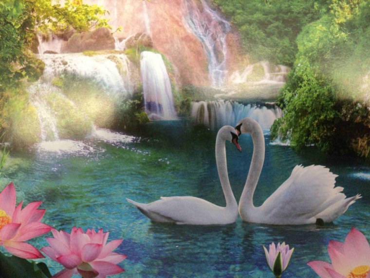 Лебеди на озере