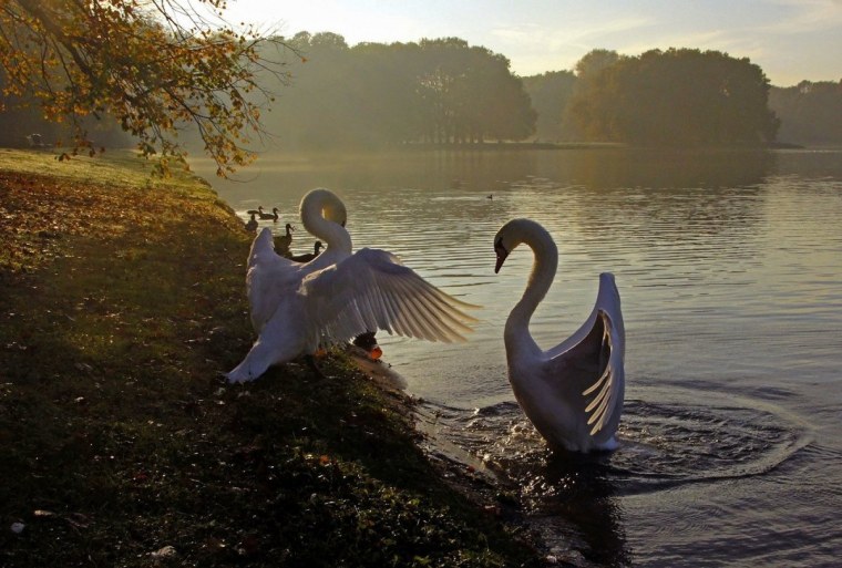 Лебеди на озере