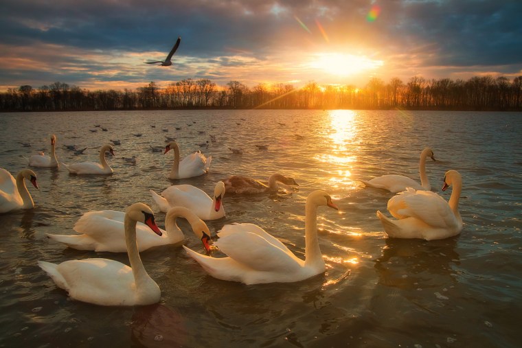 Стая лебедей