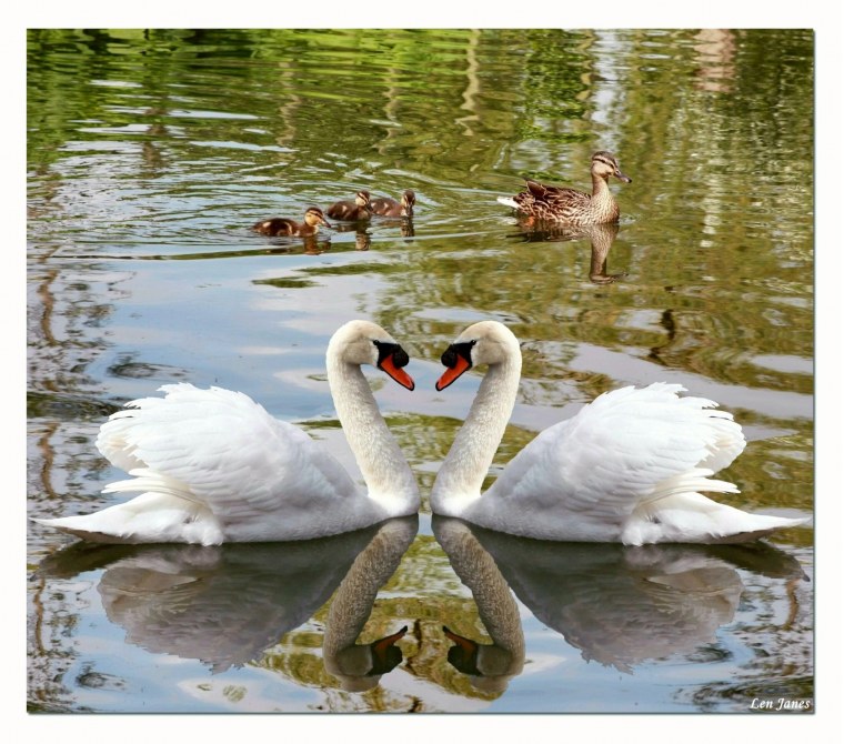 Красивые лебеди на пруду