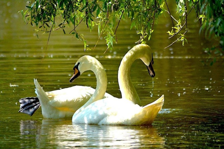 Два лебедя