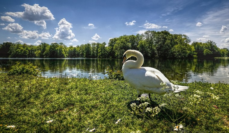 Лебеди весной