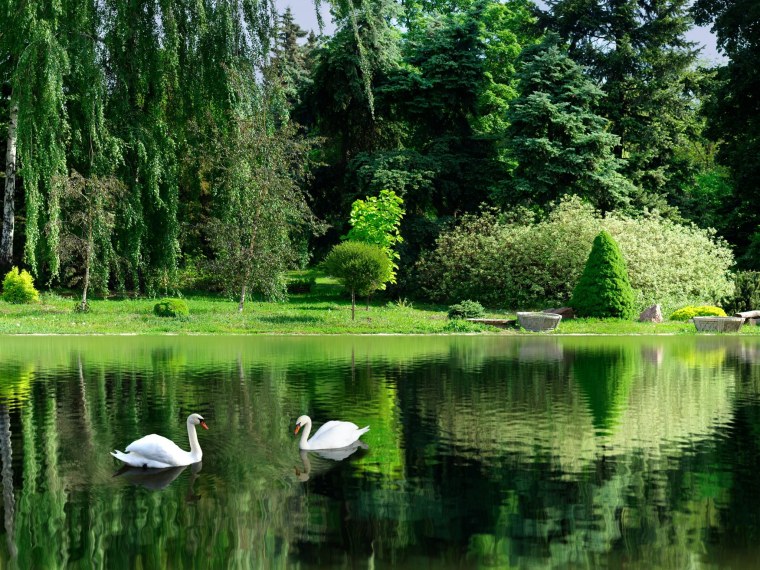 Лебеди на озере