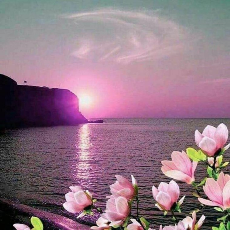 Цветы розы красные