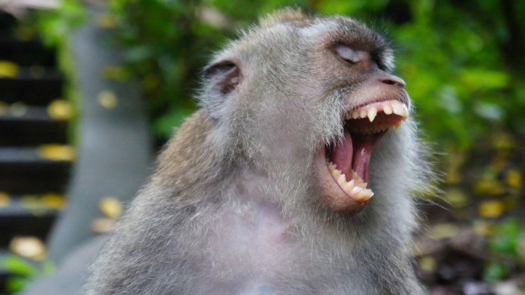 Обезьяна с открытым ртом