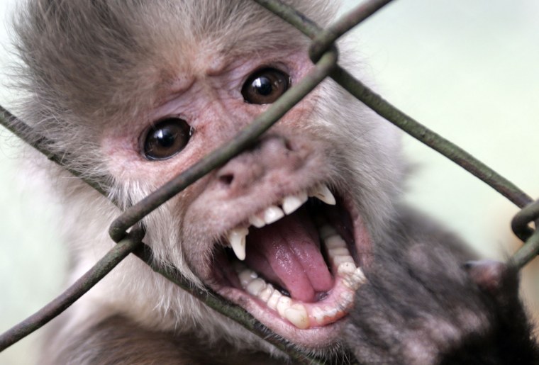 Злая обезьяна