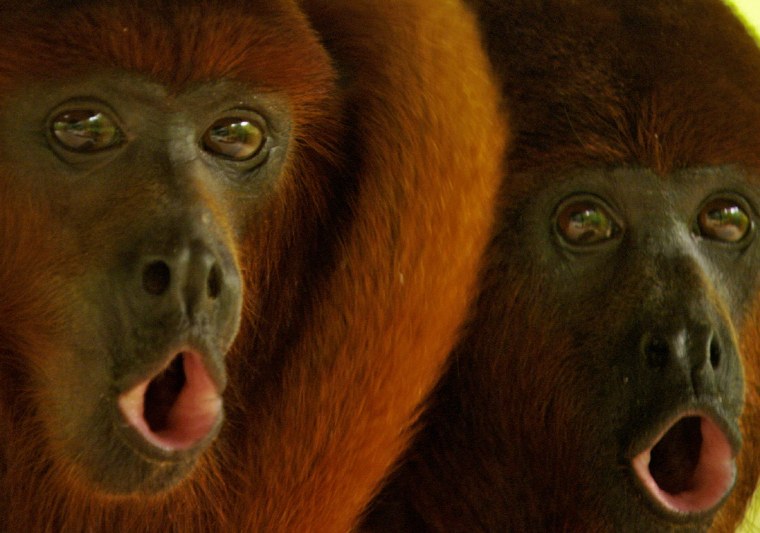 Макака Ревун