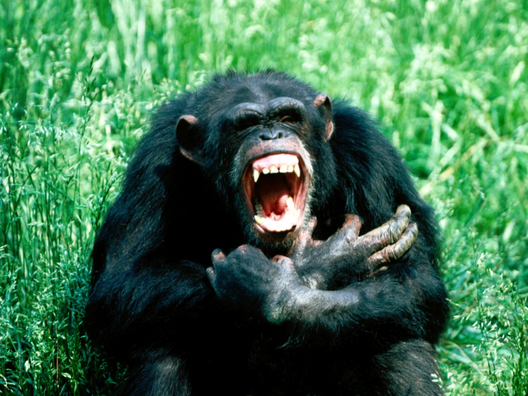 Злая обезьяна