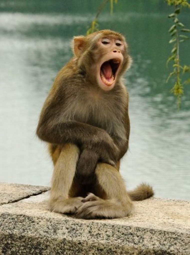 Обезьяна орет