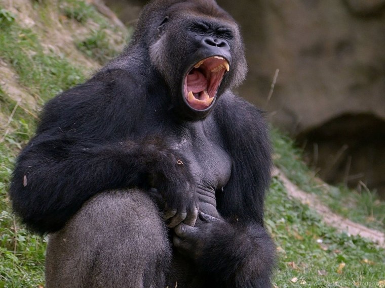 Пузатая обезьяна